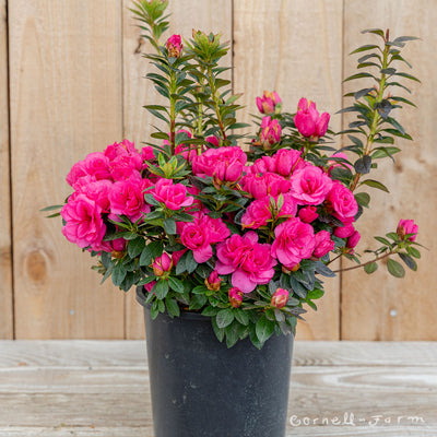 Azalea Ripples 1gal