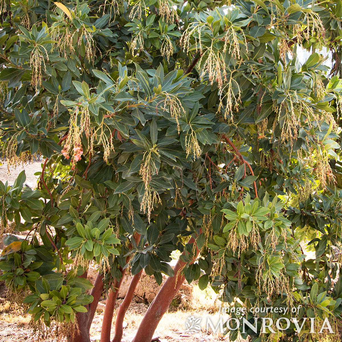Arbutus Marina 5gal Strawberry Tree