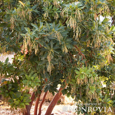 Arbutus Marina 5gal Strawberry Tree