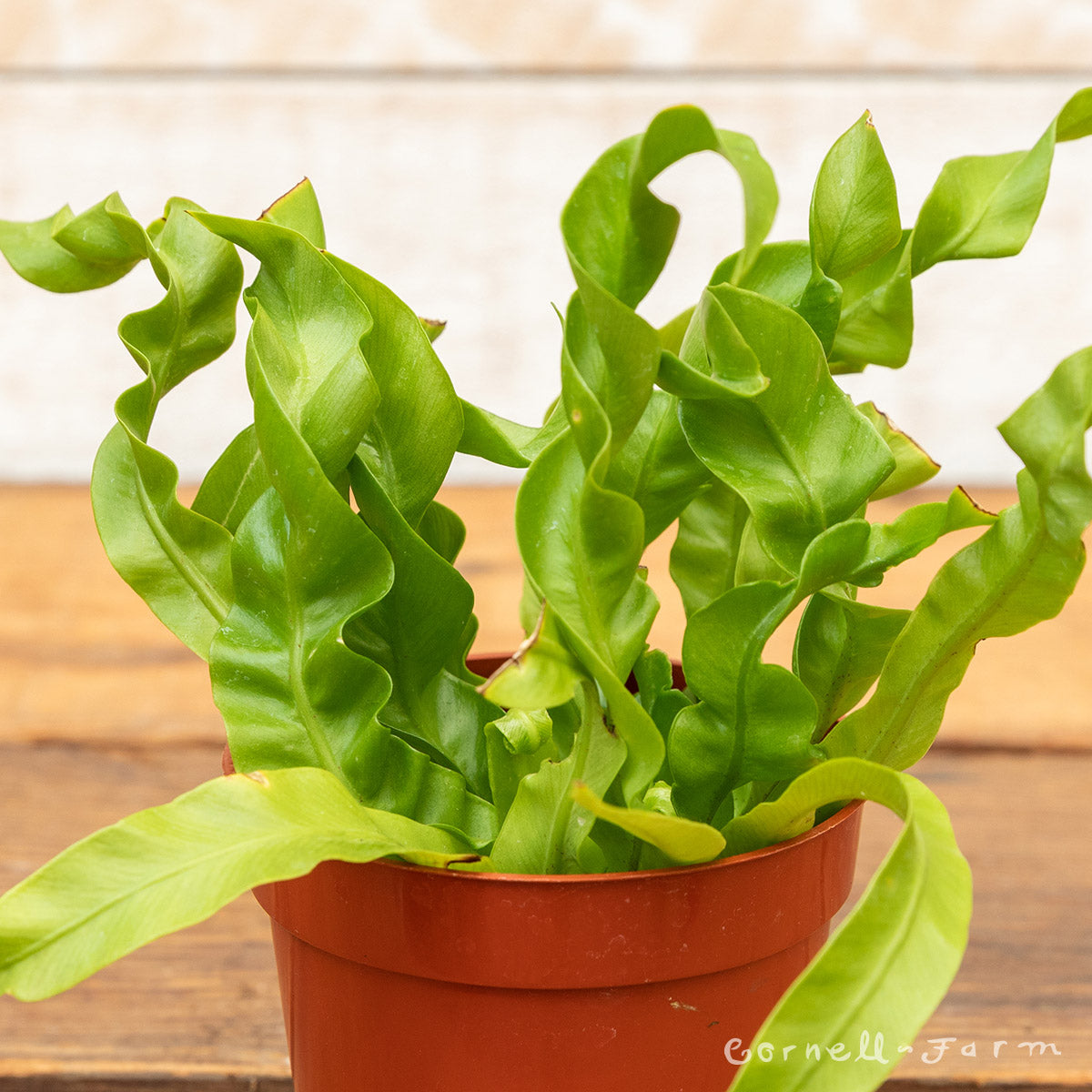 hurricane bird's nest fern care Asplenium nidus 4in Hurricane Birds Nest Fern – Cornell Farm