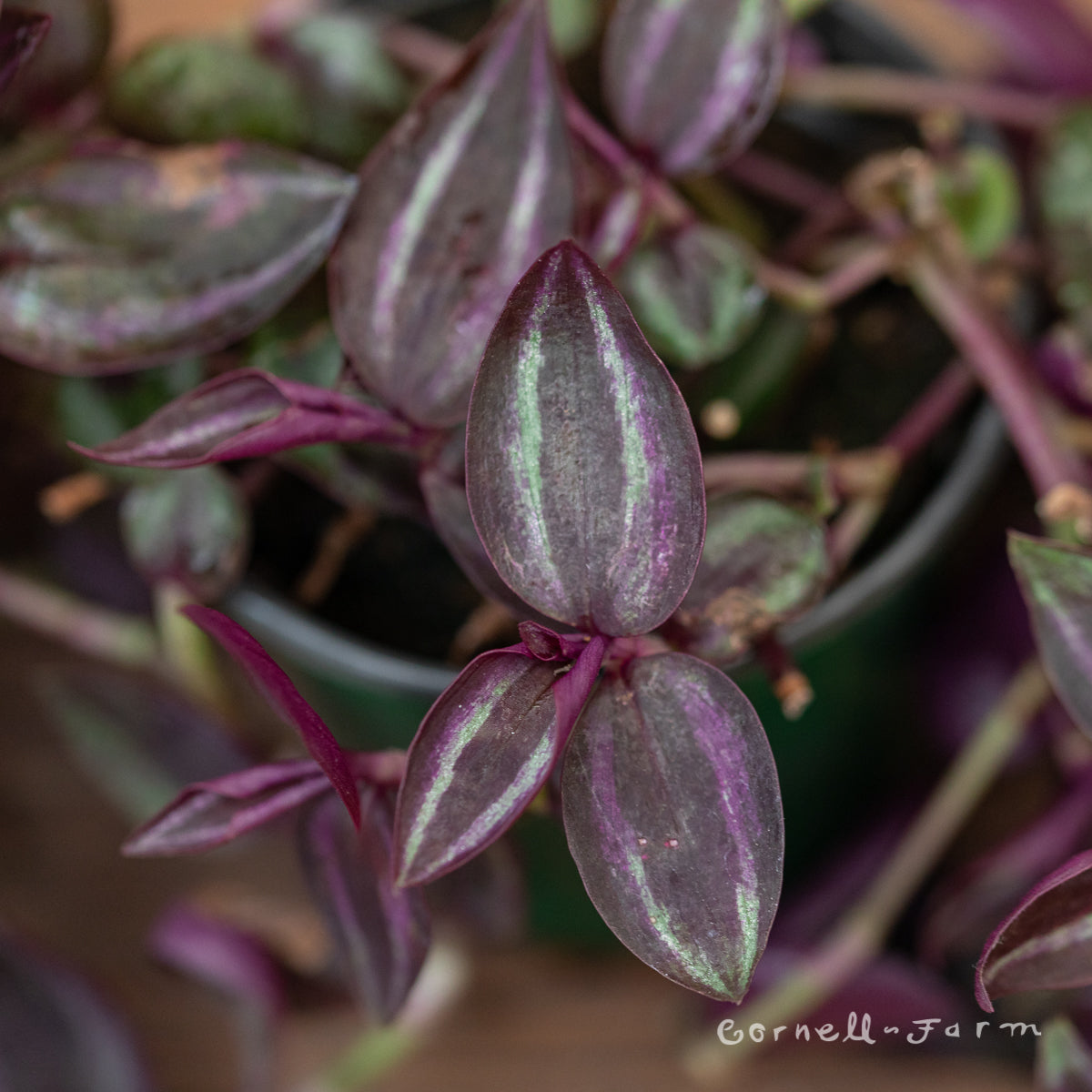 Tradescantia zebrina 4in Deep Purple Spiderwort