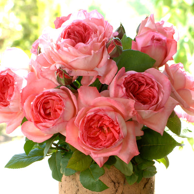 Rose Liv Tyler 5 gal
