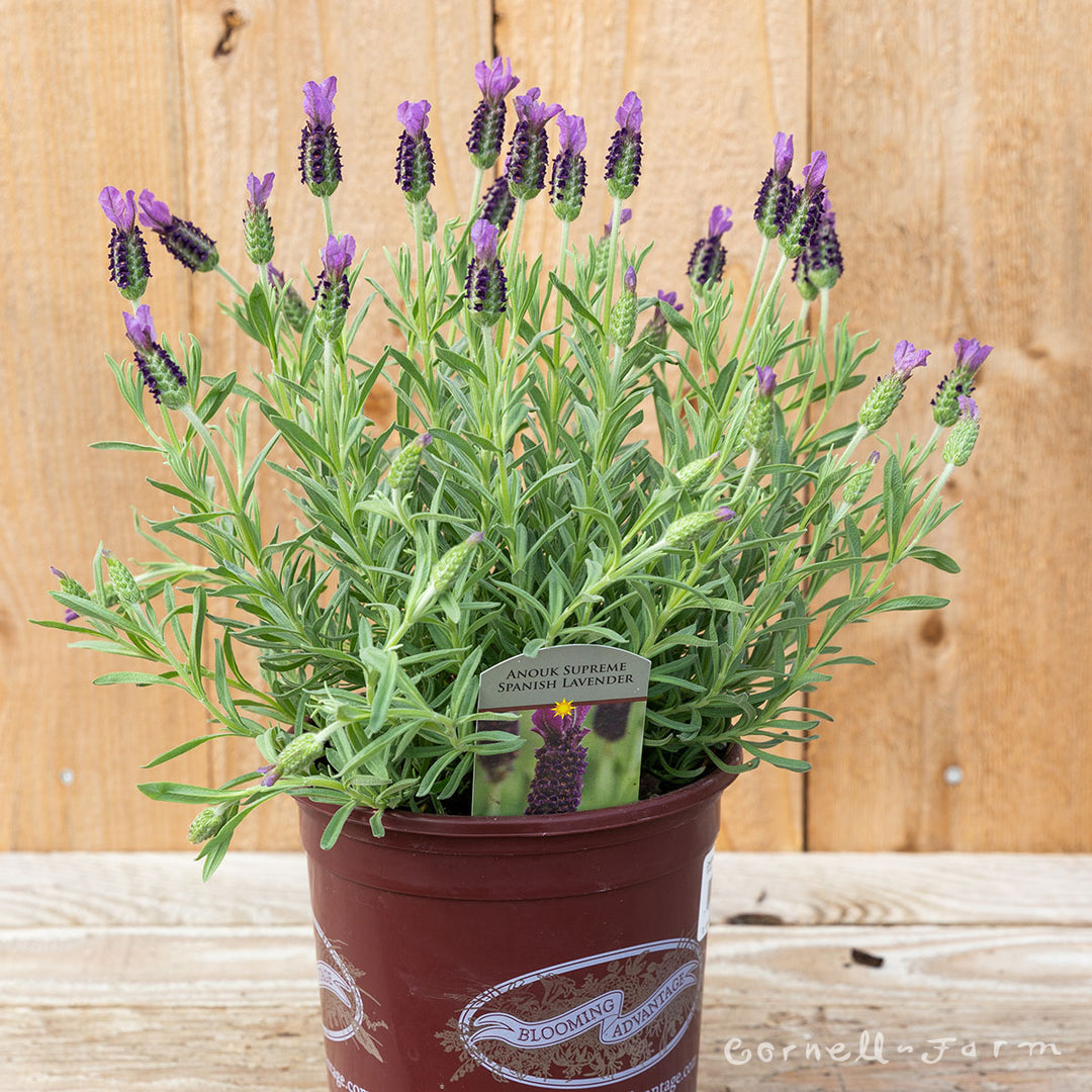 Lavandula st Anouk Supreme 1gal Spanish Lavender – Cornell Farm