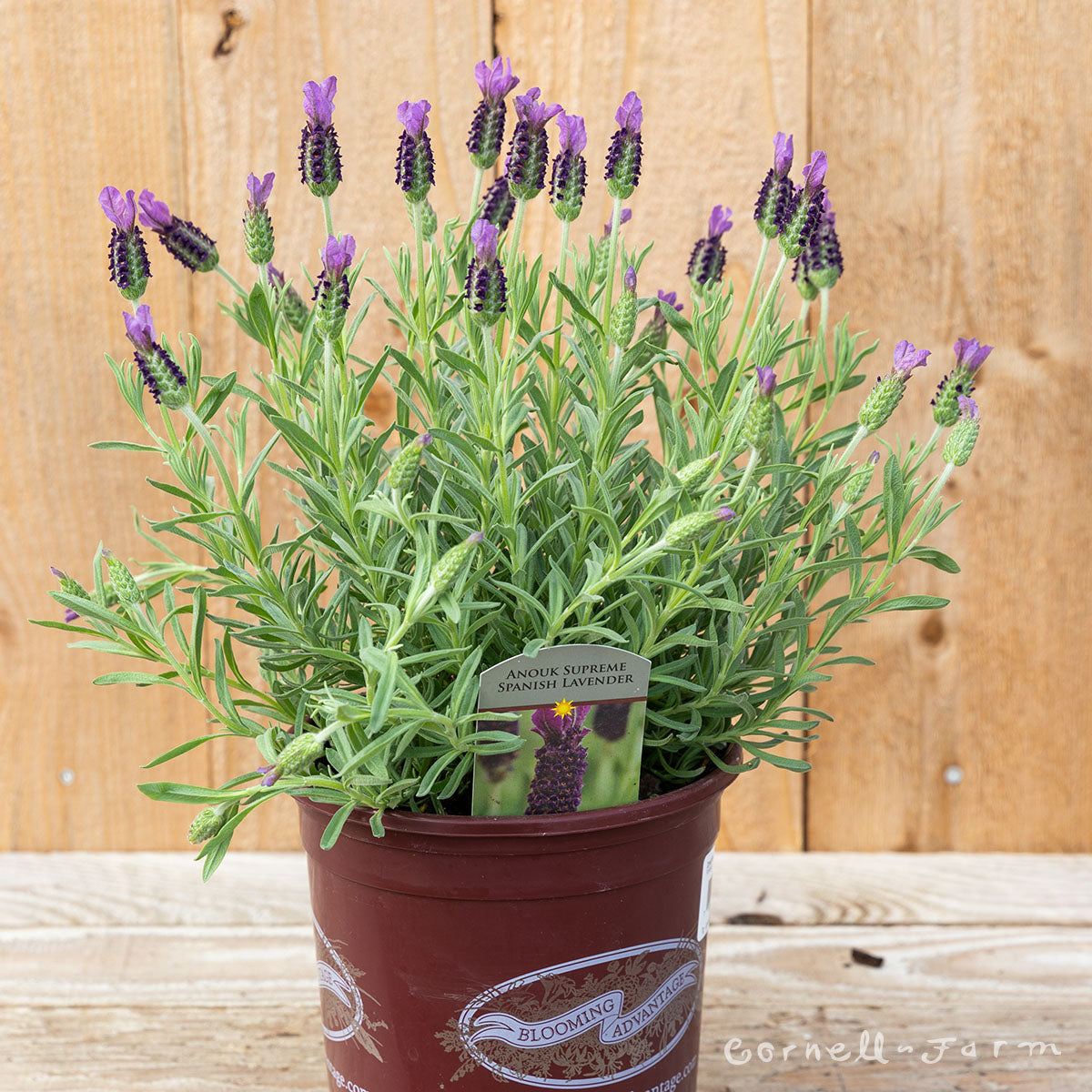 spanish lavender anouk tree Lavandula st Anouk Supreme 1gal Spanish Lavender