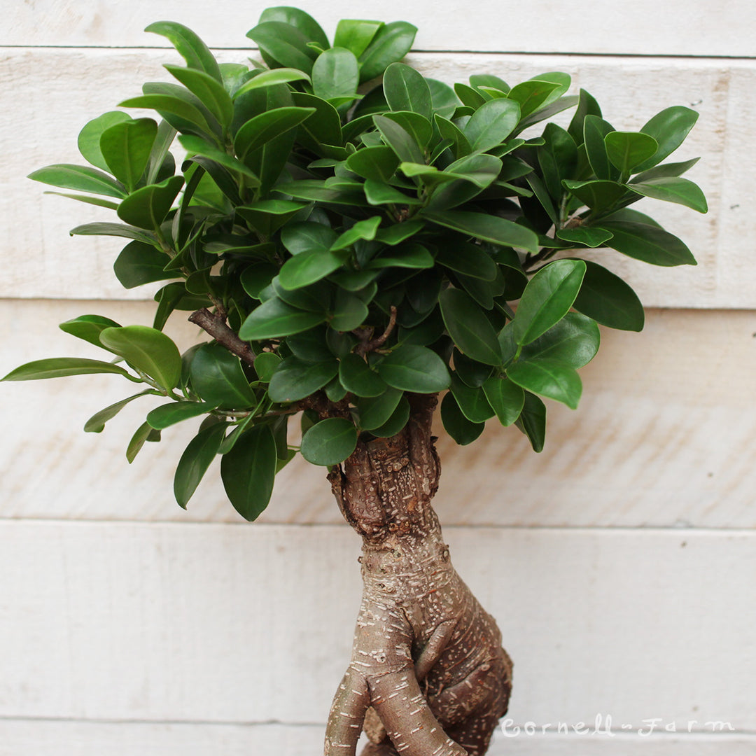 Ficus microcarpa 5in Ginseng Bonsai