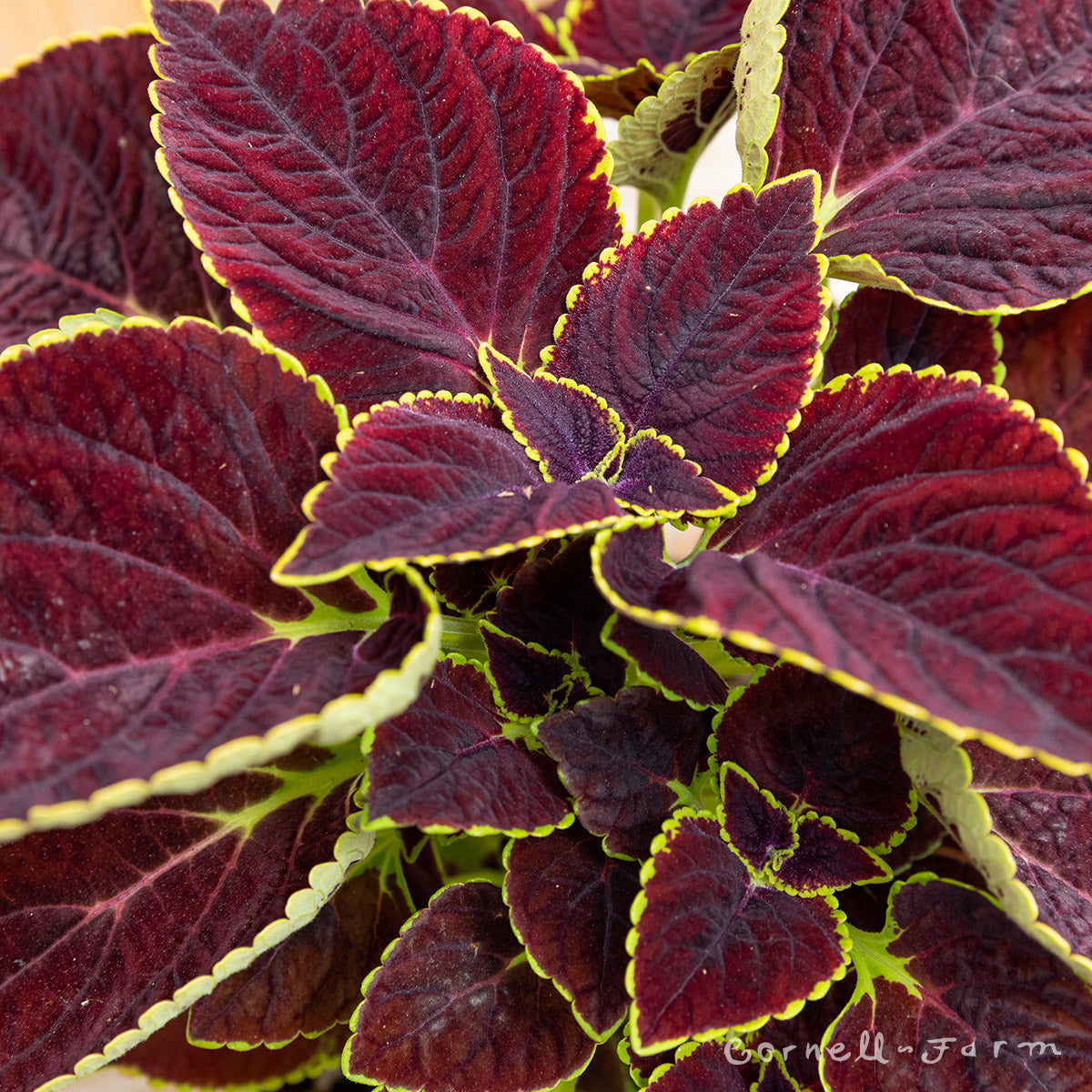 Coleus Broad Street - Main Street  4.25in CF