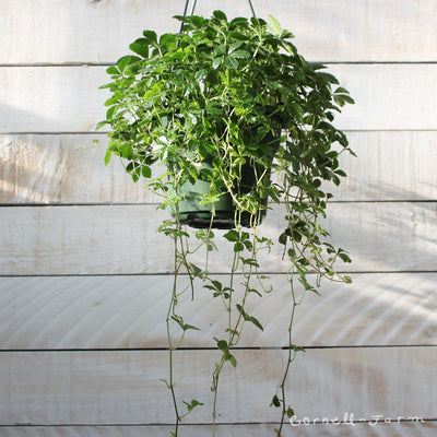 Parthenocissus stricta 6in Sugar Vine
