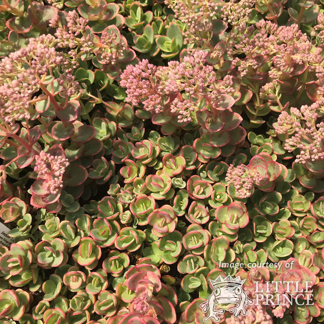 Sedum Sunsparkler Lime Zinger 4in – Cornell Farm
