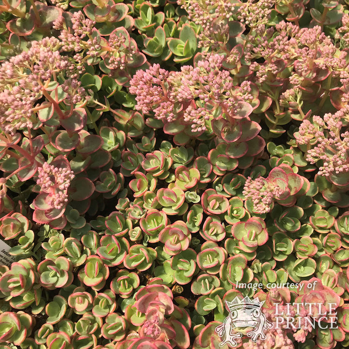 lime zinger succulent Sedum Sunsparkler Lime Zinger 4in