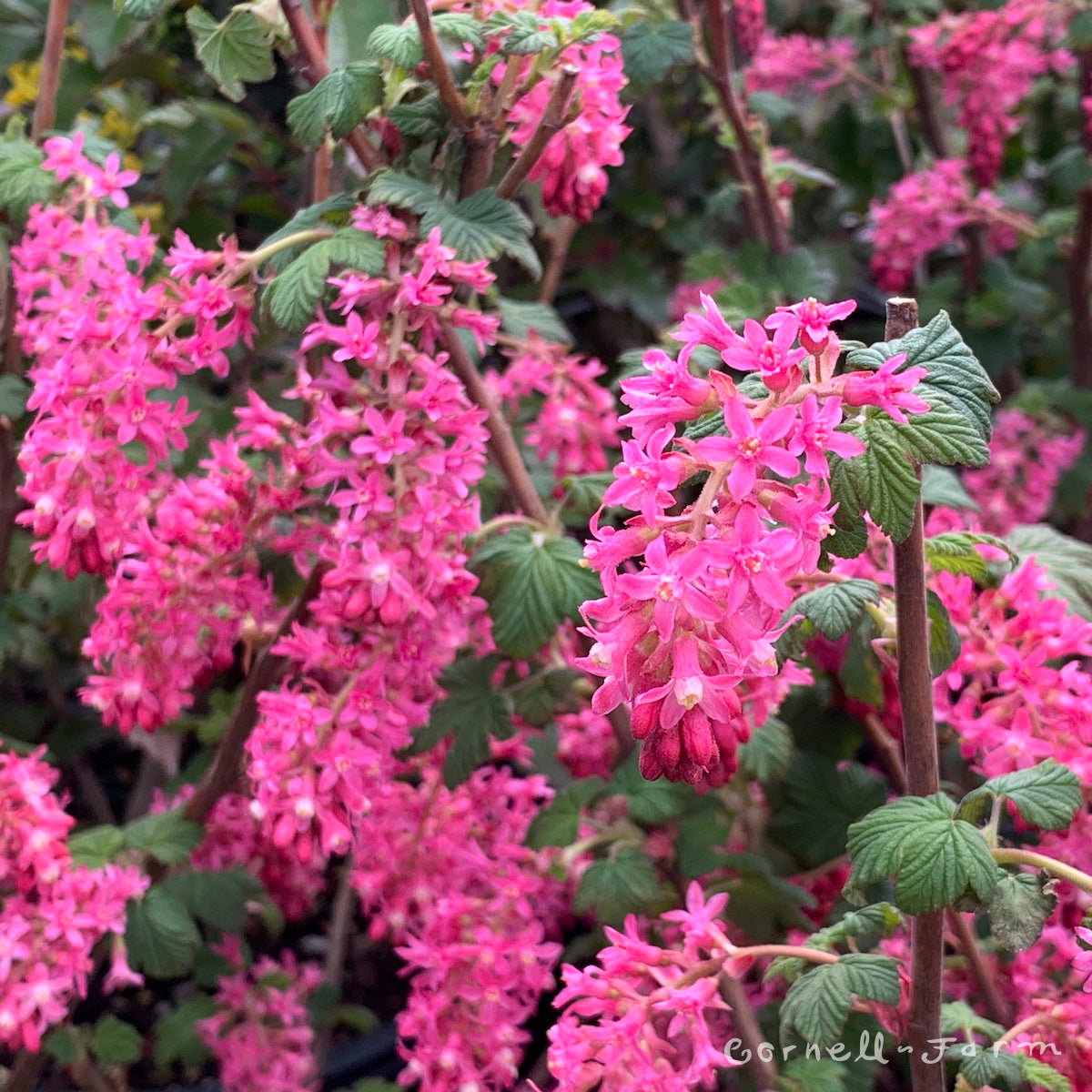 Ribes sanguineum 3gal Red Flowering Currant