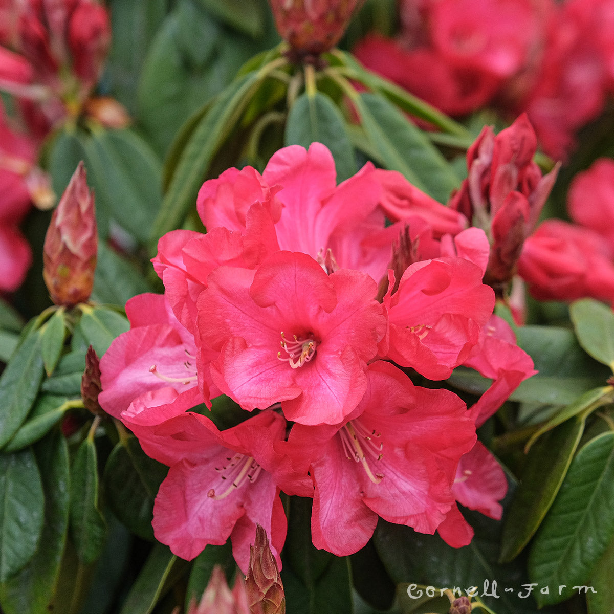 Rhododendron Coreta 10gal