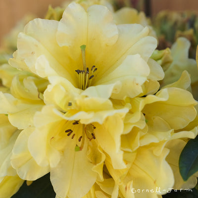 Rhododendron Many Moons 2gal