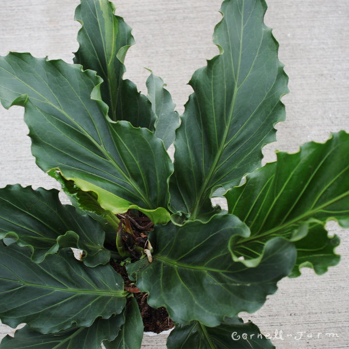 anthurium plowmanii Anthurium plowmanii 6in Fruffles – Cornell Farm