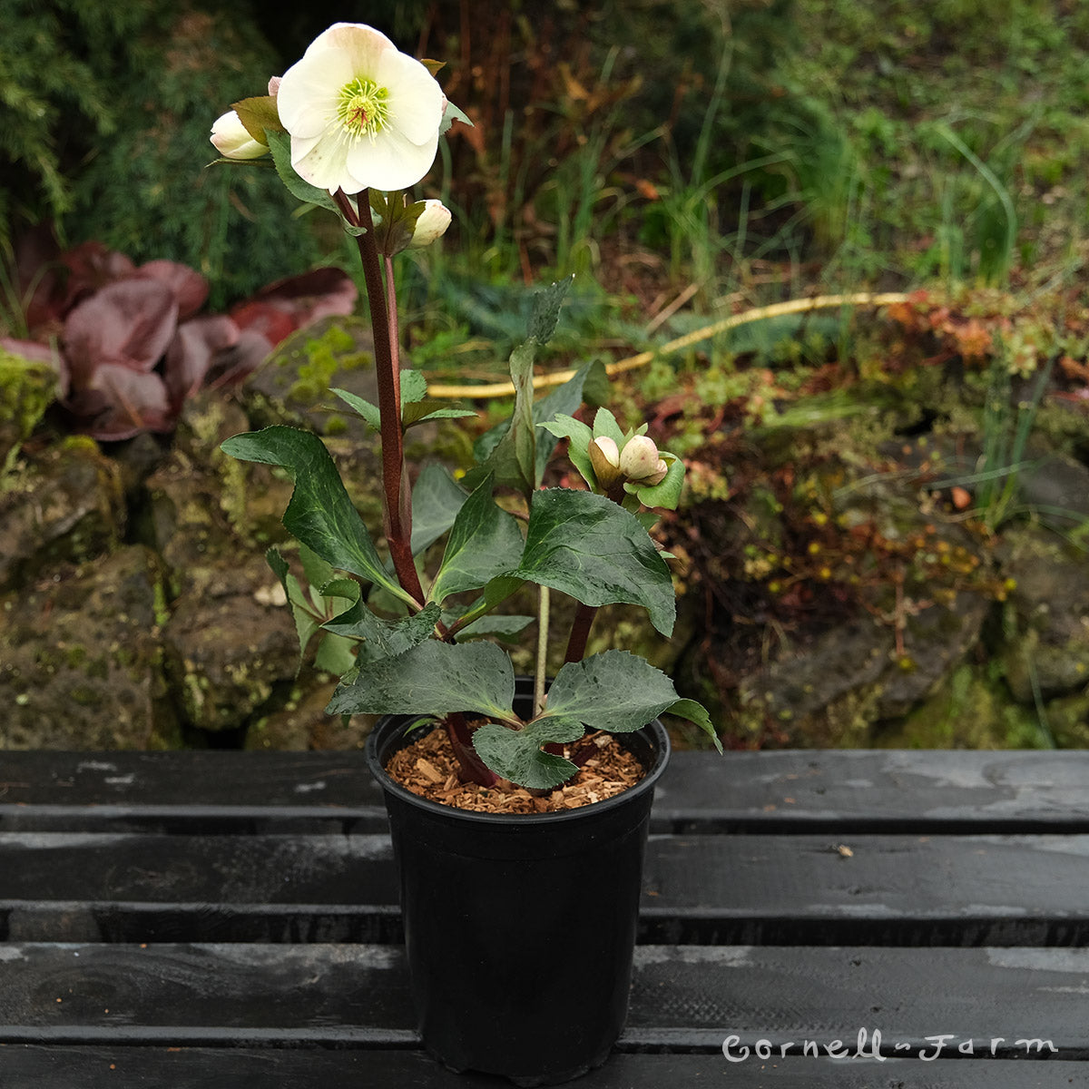 Helleborus Ice N' Roses Bianco 1gal HGC