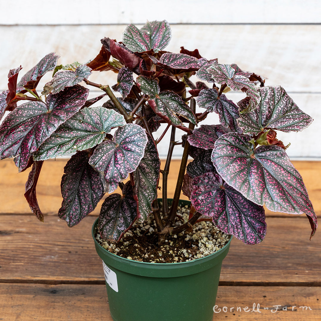 Begonia 6in Pink Mink – Cornell Farm