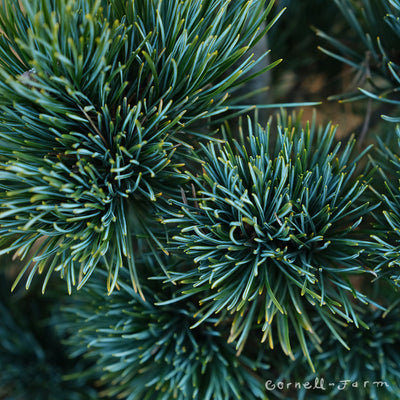 Pinus p. Aoi 3gal Japanese White Pine