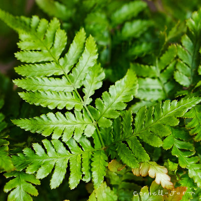 Dryopteris e. Brilliance RGP