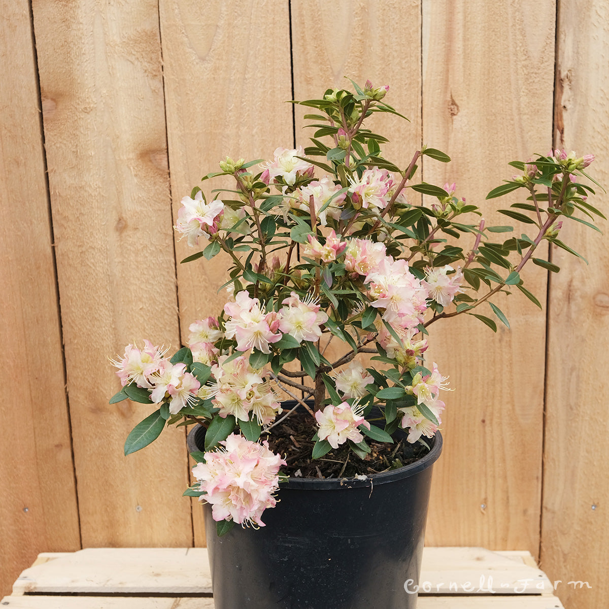Rhododendron Mary Fleming 2gal