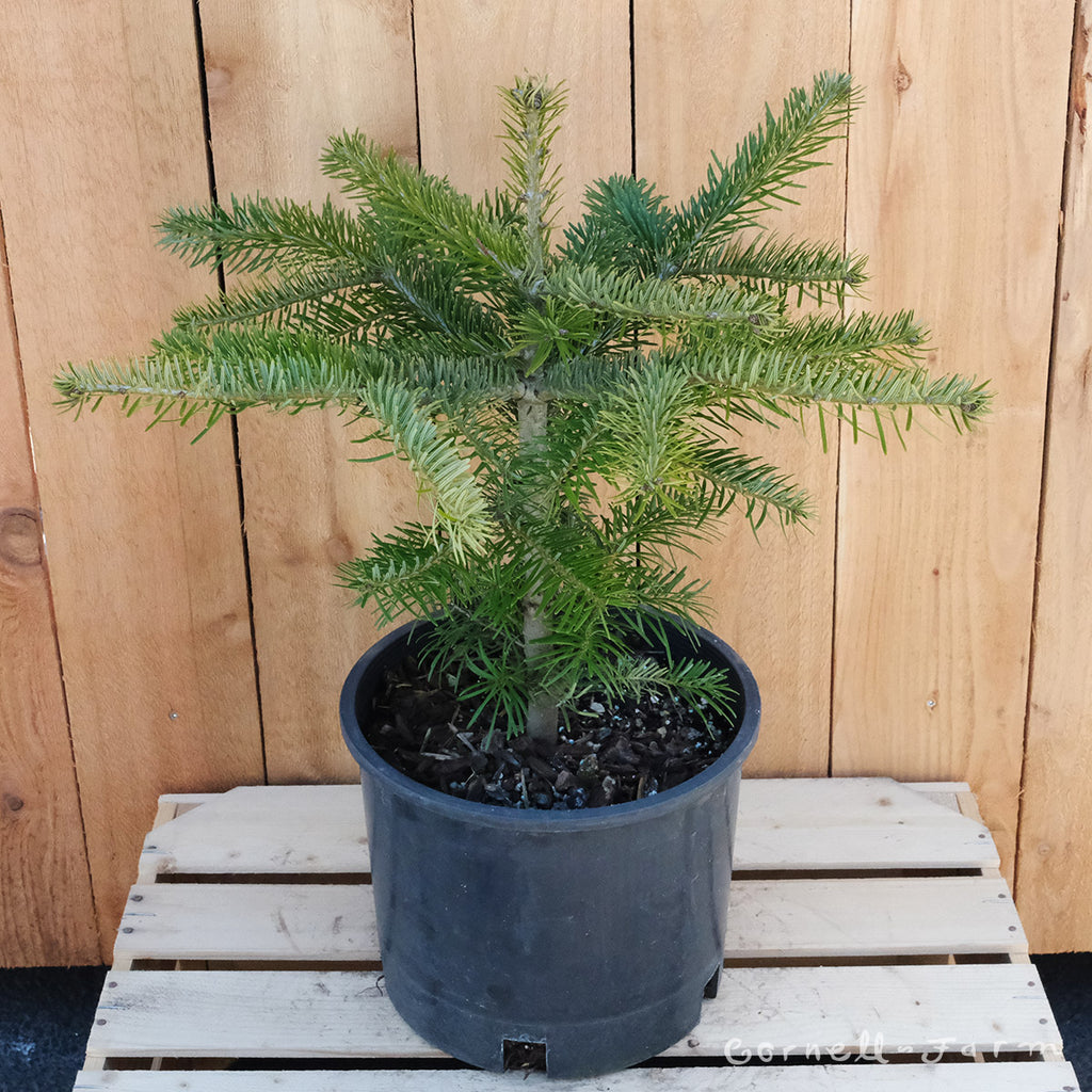 Abies nordmanniana Nordmann Fir