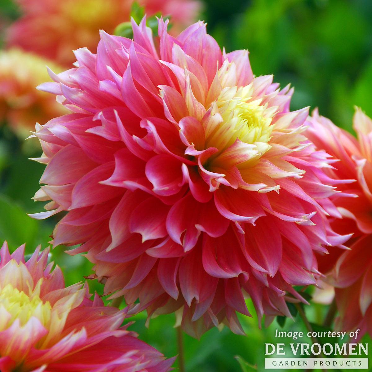 Dahlia Fubuki Kogane 1ct  Pink/Yellow