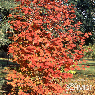 Acer circinatum 2gal Vine Maple