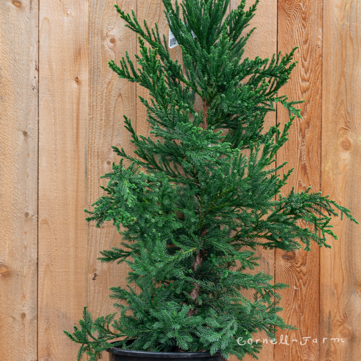 Cryptomeria j. Black Dragon 6gal Japanese Cedar