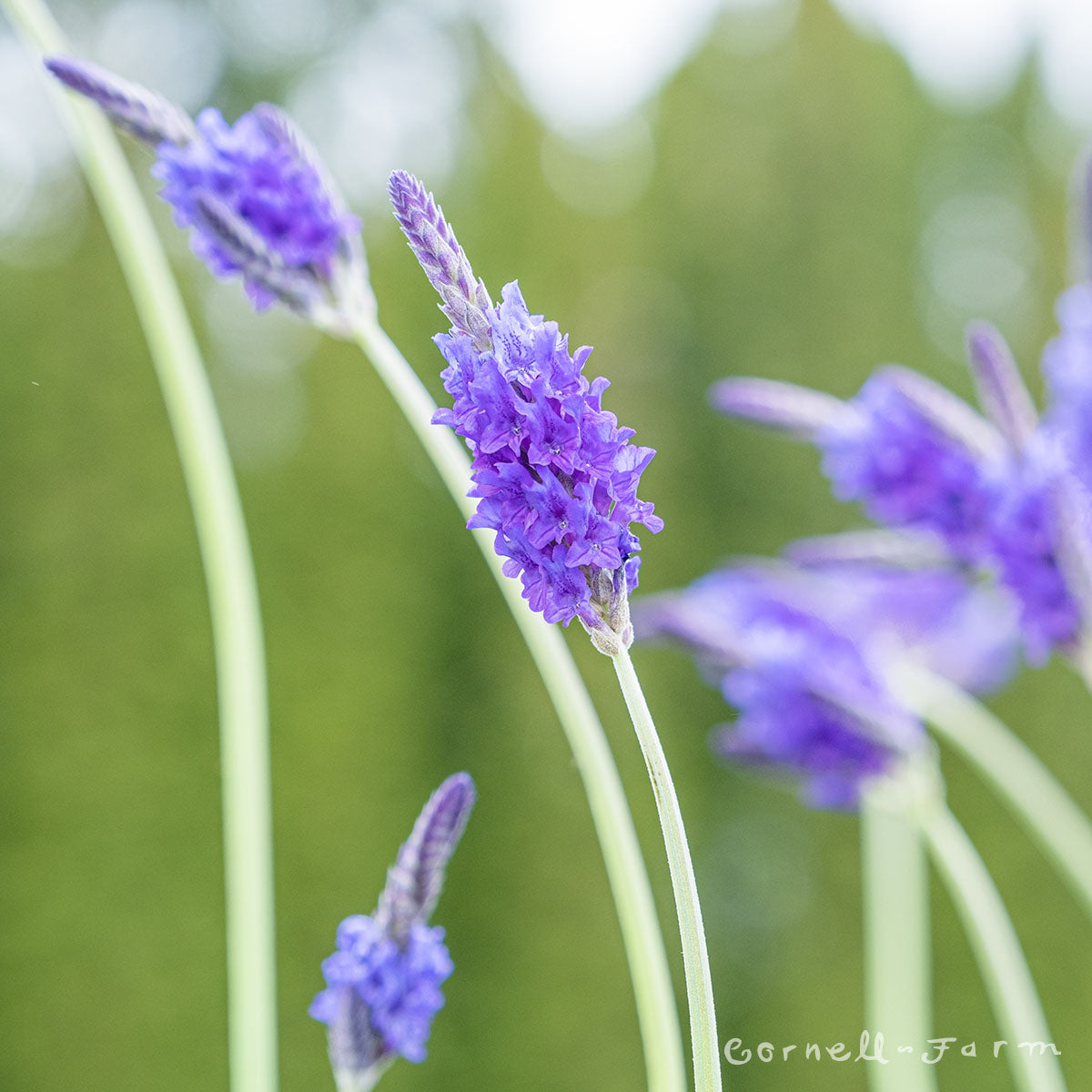 fern leaf lavender plant Lavandula Fern Leaf Qrt Lavender