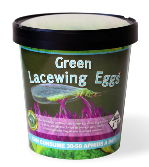 Green Lacewing Aphid Control Eggs