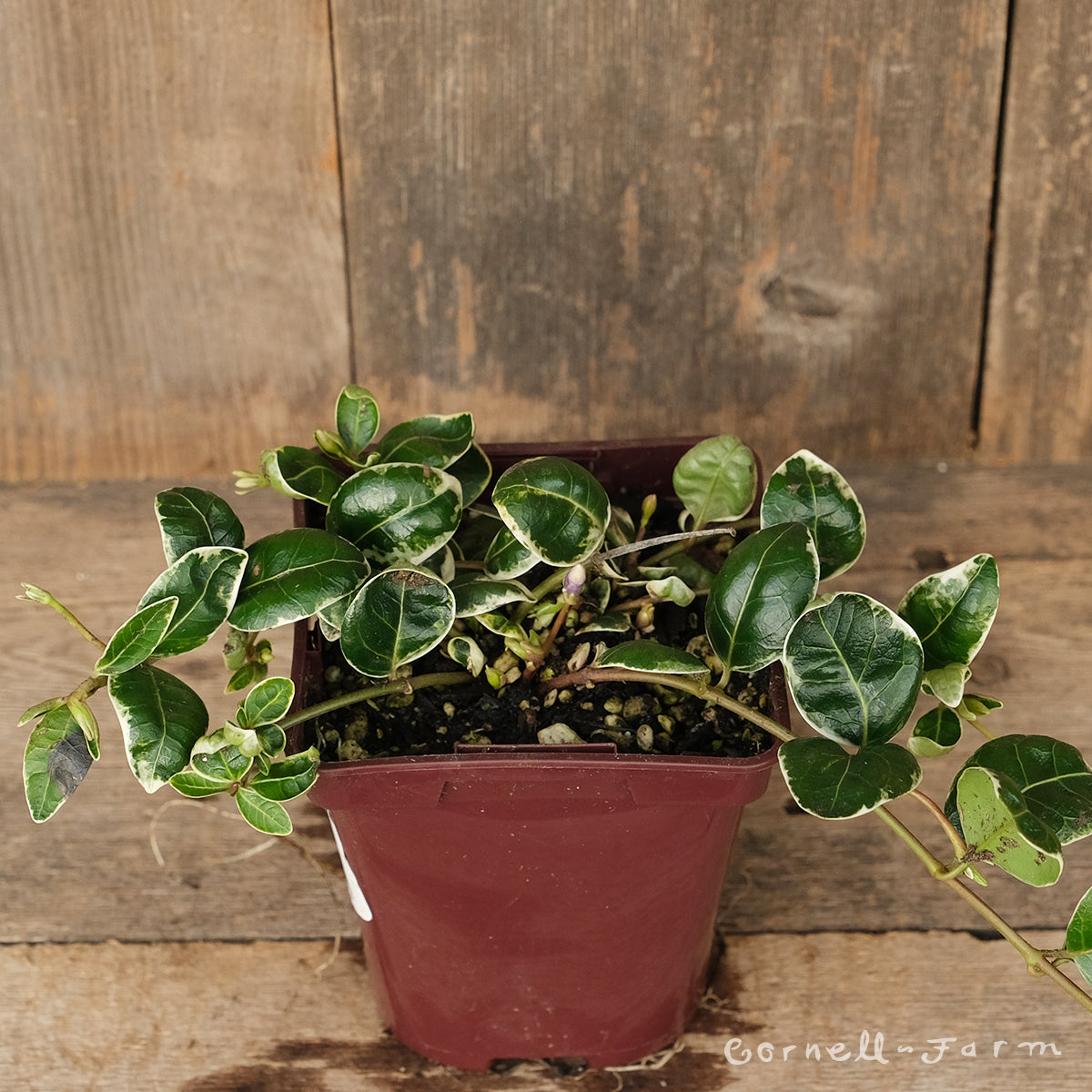 periwinkle indoor plant Vinca minor Ralph Shugert 4in Periwinkle Variegated