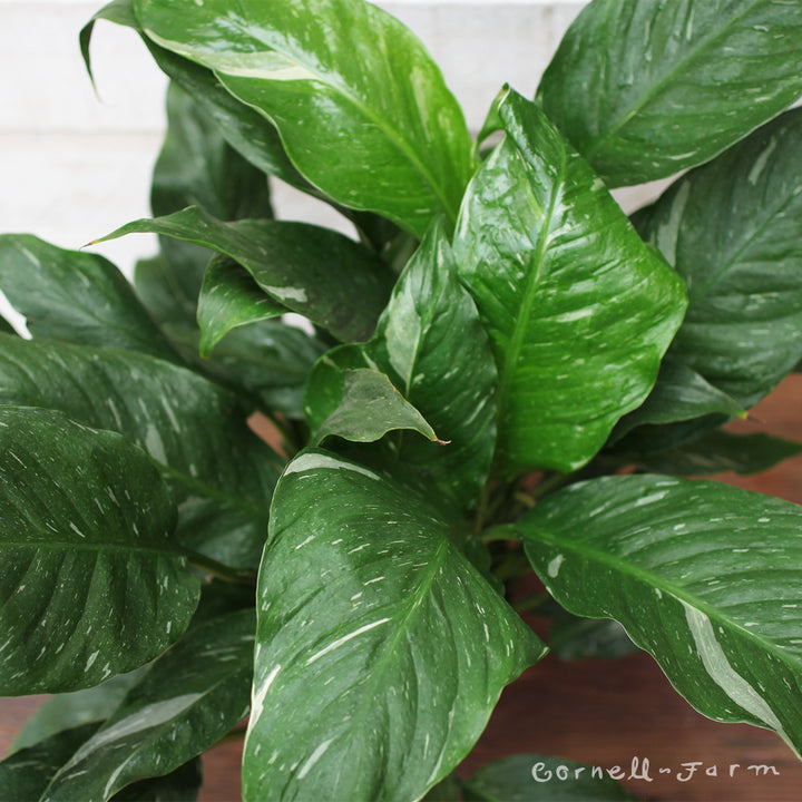 variegated giant peace lily Spathiphyllum var. 6in Domino Variegated Peace Lily – Cornell Farm