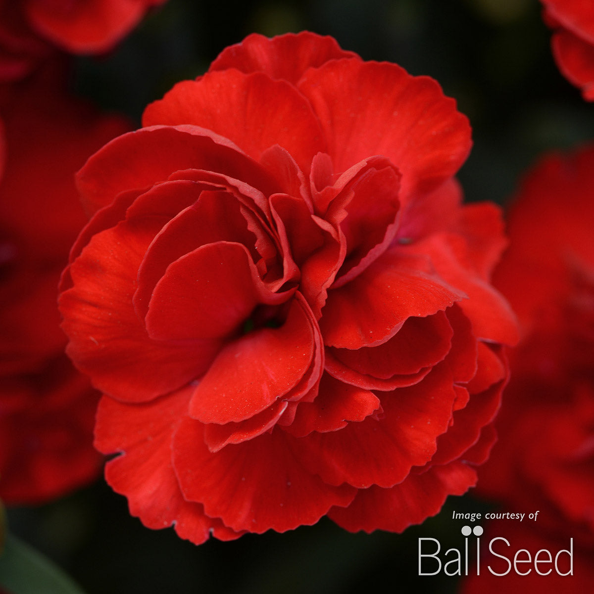 Dianthus Scarlet SuperTrouper 4.25in CF