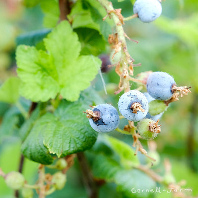 Ribes sanguineum 3gal Red Flowering Currant