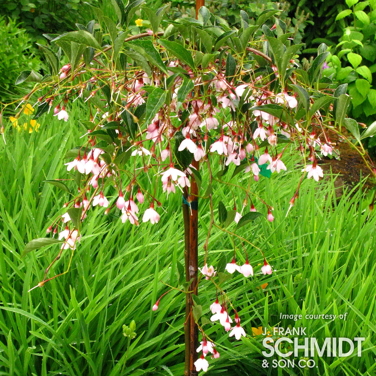 Styrax j. Marley's Pink 10gal 1in Snowbell