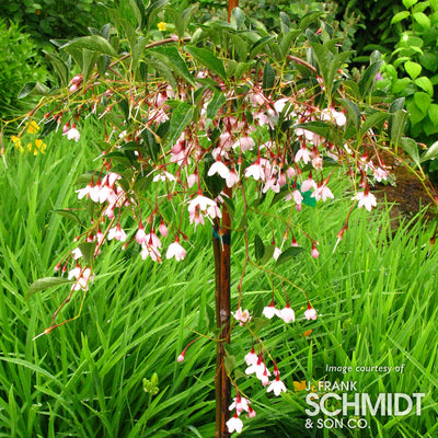 Styrax j. Marley's Pink 7gal 1.5cal Japanese Weeping Snowbell