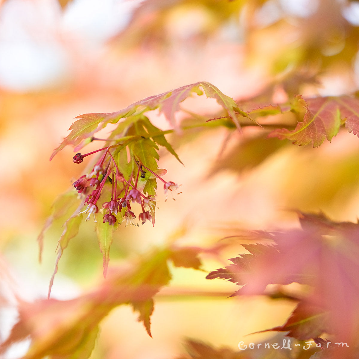 Acer x pse North Wind 6gal Korean Maple