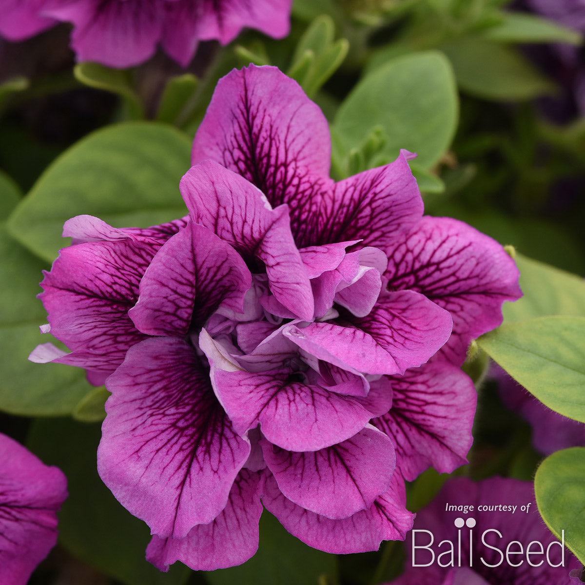 Petunia Vogue Lavender Vein 4.25in. Double CF