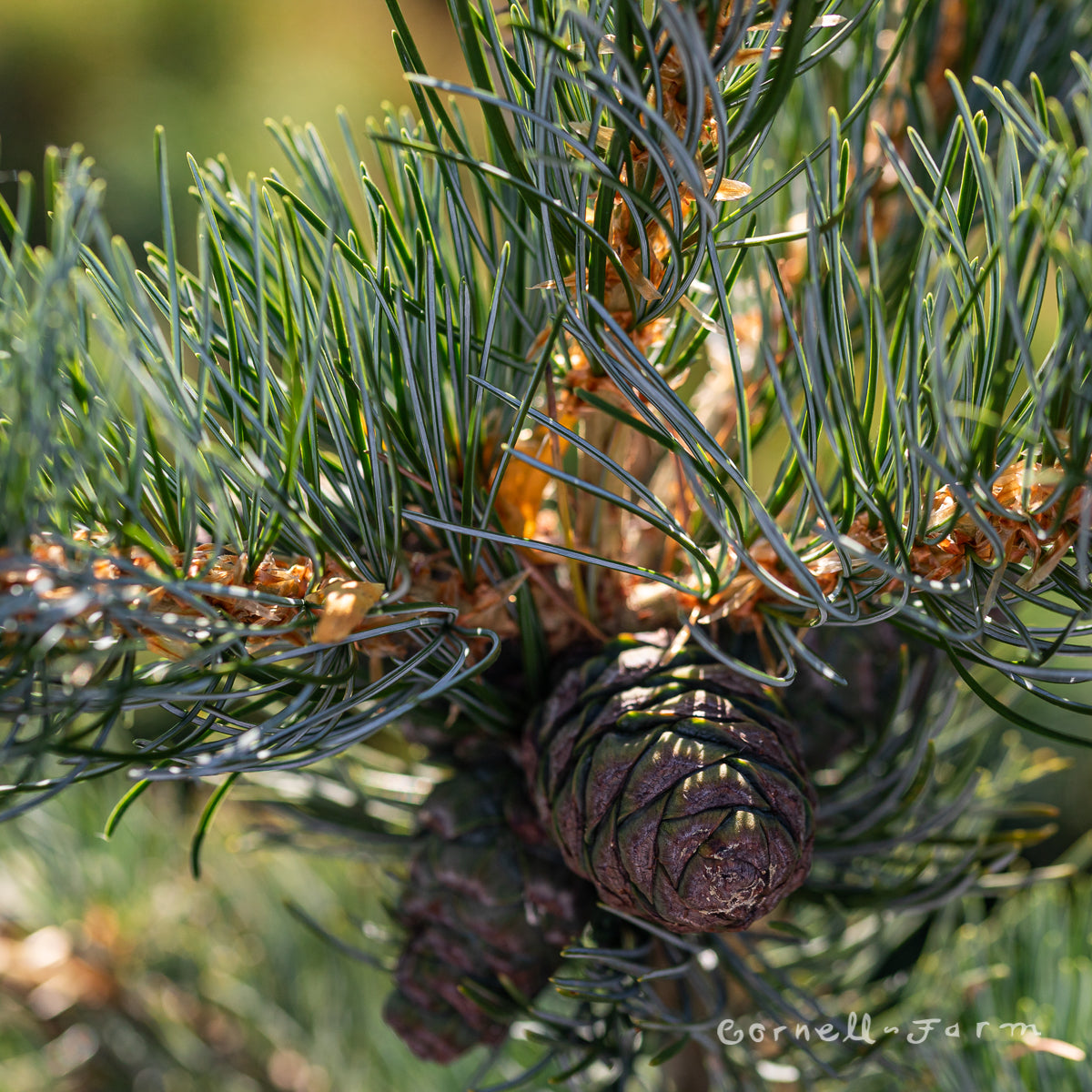 Pinus parviflora Glauca 3gal Japanese White Pine