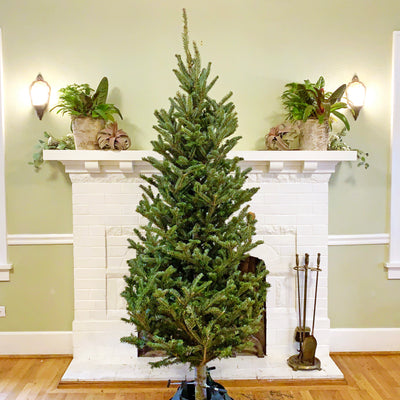 Fraser Fir Christmas Tree