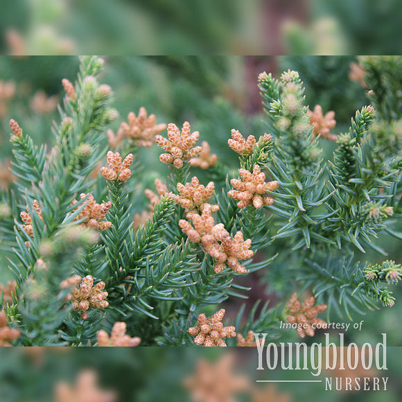 Cryptomeria j. Black Dragon 10gal Japanese Cedar