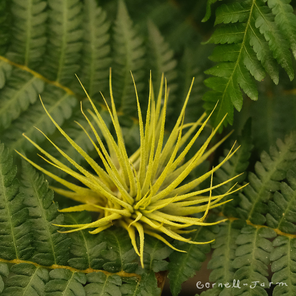 yellow air plant Tillandsia Ionantha Yellow