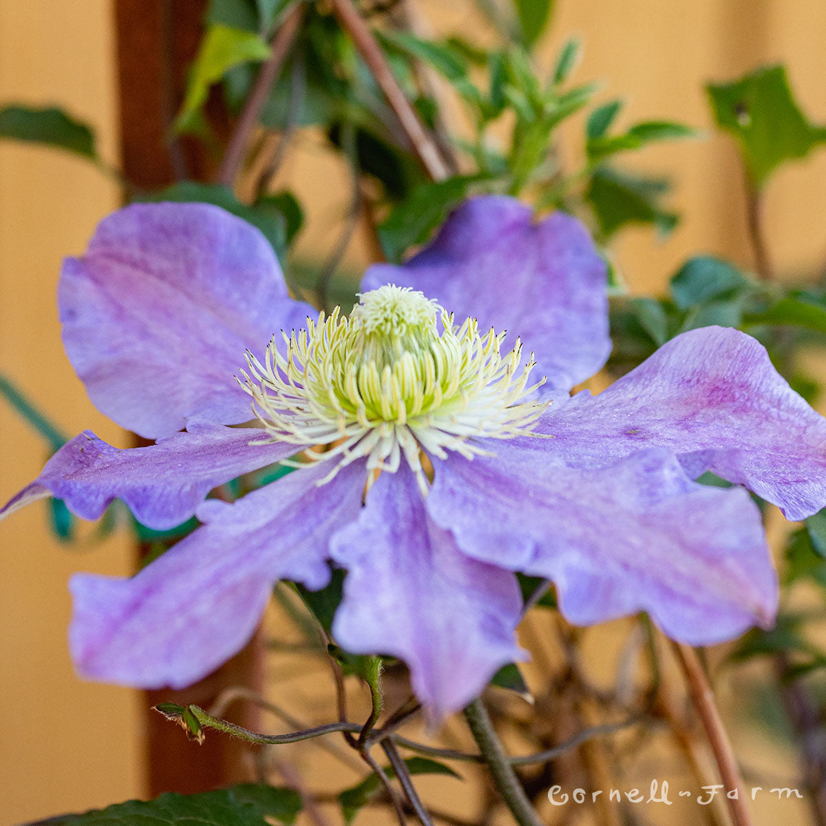 Clematis The Vagabond Euroqrt Purple