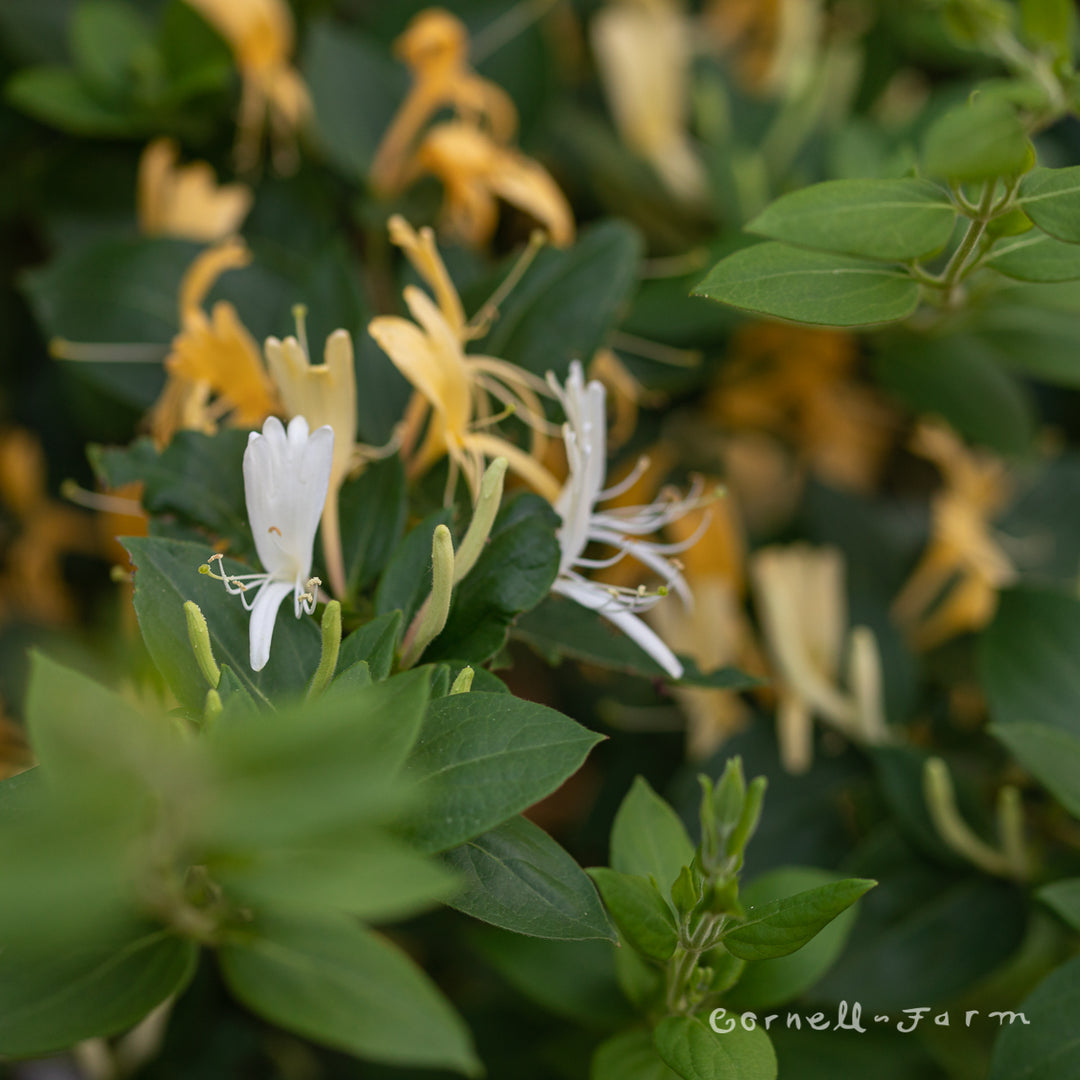 Lonicera j. Halliana 1gal Honeysuckle Vine – Cornell Farm
