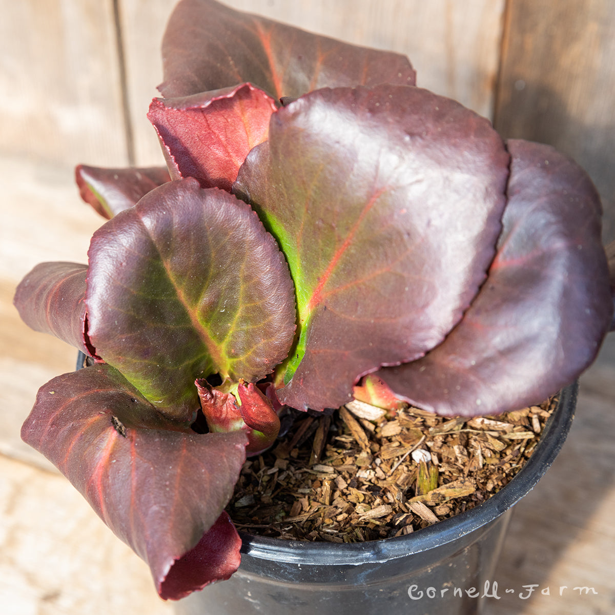 Bergenia cordifolia Shoeshine Rose Qrt