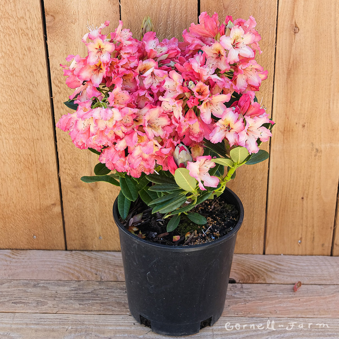 Rhododendron Fire Rim 2gal – Cornell Farm