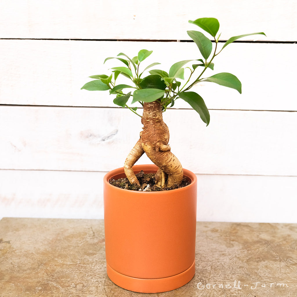 Ficus microcarpa 4in Ginseng Bonsai – Cornell Farm
