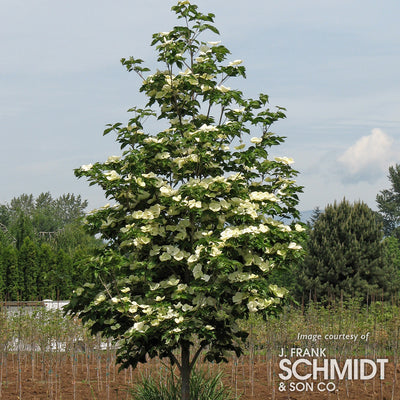 Cornus x Venus 10gal Dogwood Tree white