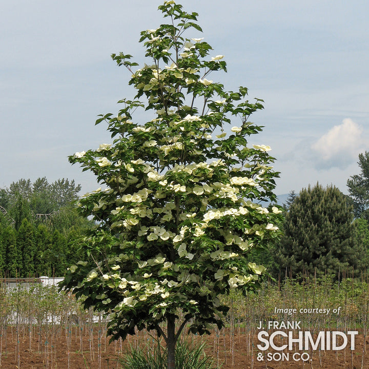 Cornus k. x nuttallii Venus 15gal Dogwood tree 6-7ft – Cornell Farm