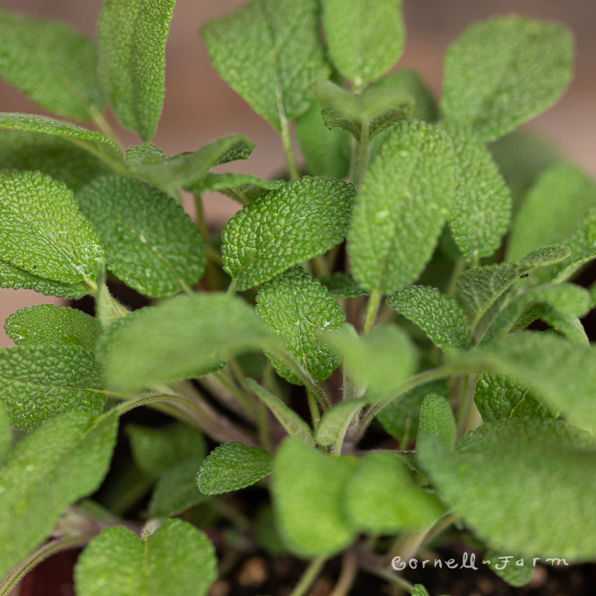Sage Grower's Friend Qrt. Salvia