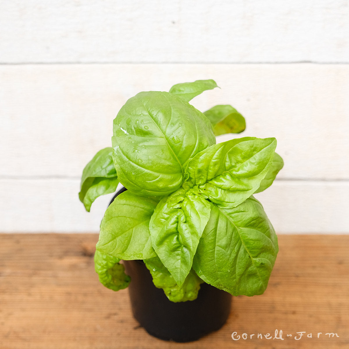 Basil Napoletano 4in Lettuce Leaf