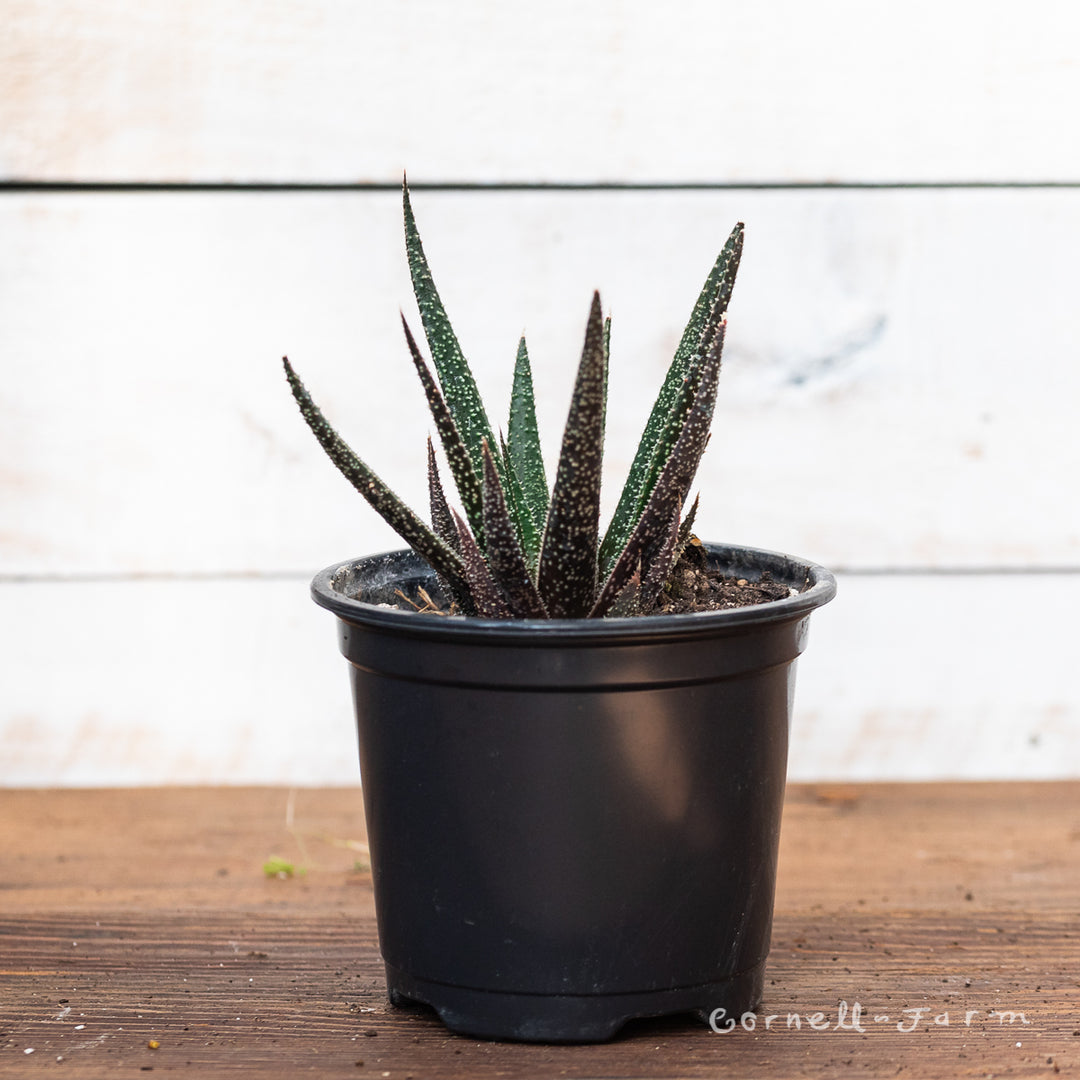 twilight zone succulent Aloe 4in Twilight Zone – Cornell Farm